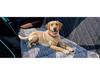 Plush Non-Slip Car Backseat Pet Cushion and Sofa Pad