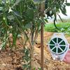 1Roll Multifunctional Plastic Steel Twist Ties, Sturdy Reusable Garden Plant Support Strap, 50/30/20M Length for Flower & Climbing Plants