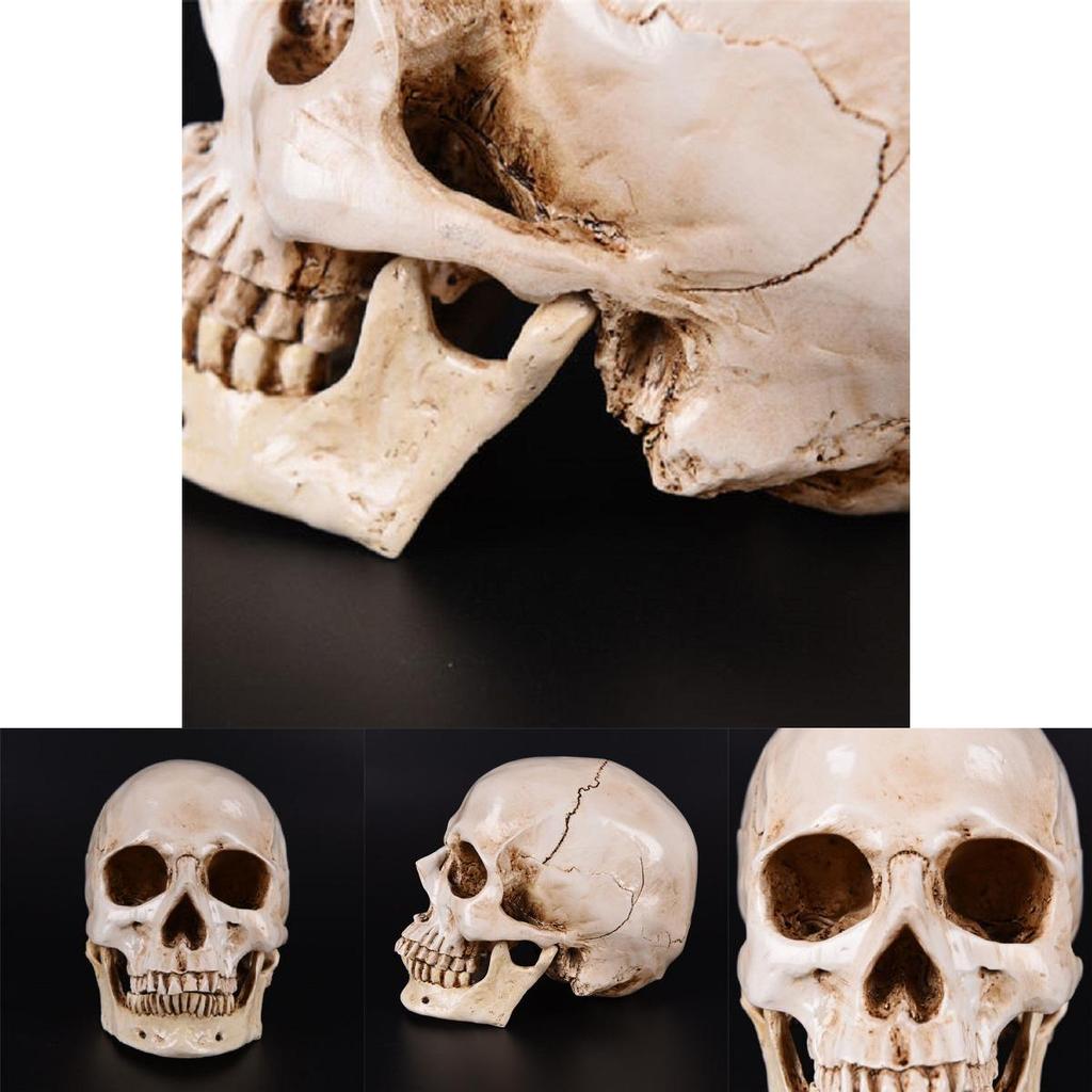 Realistic Life Size Human Anatomy White Resin Replica Skull For Halloween Decor