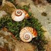 Sea Snail Shell 3CM Natural Exquisite Small Seashell for Fish Tank Decor and DIY Crafts Gift Collection