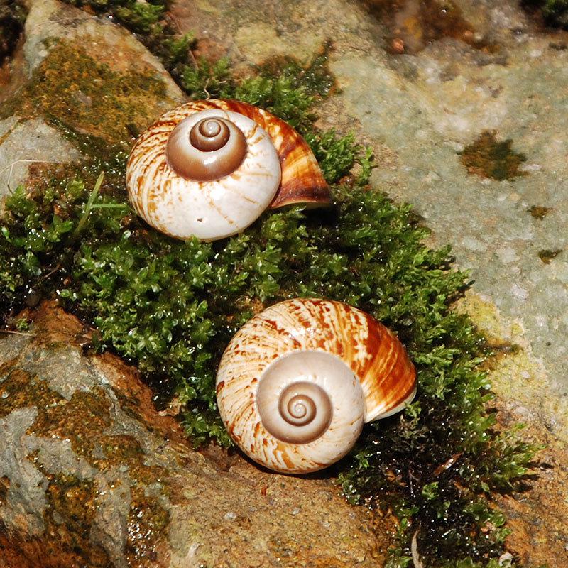 Sea Snail Shell 3CM Natural Exquisite Small Seashell for Fish Tank Decor and DIY Crafts Gift Collection