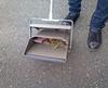 Yamazaki Industries Dustpan Bunchiri NT Plastic 176359 2989.jp+