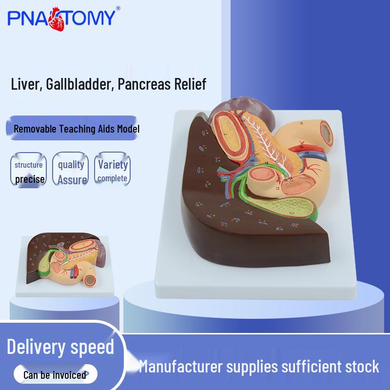 Human Digestive Organ Anatomy Model: Pancreas, Liver, Duodenum, Gallstones, Spleen, and Biliary Tract 25*18*6.5 cm