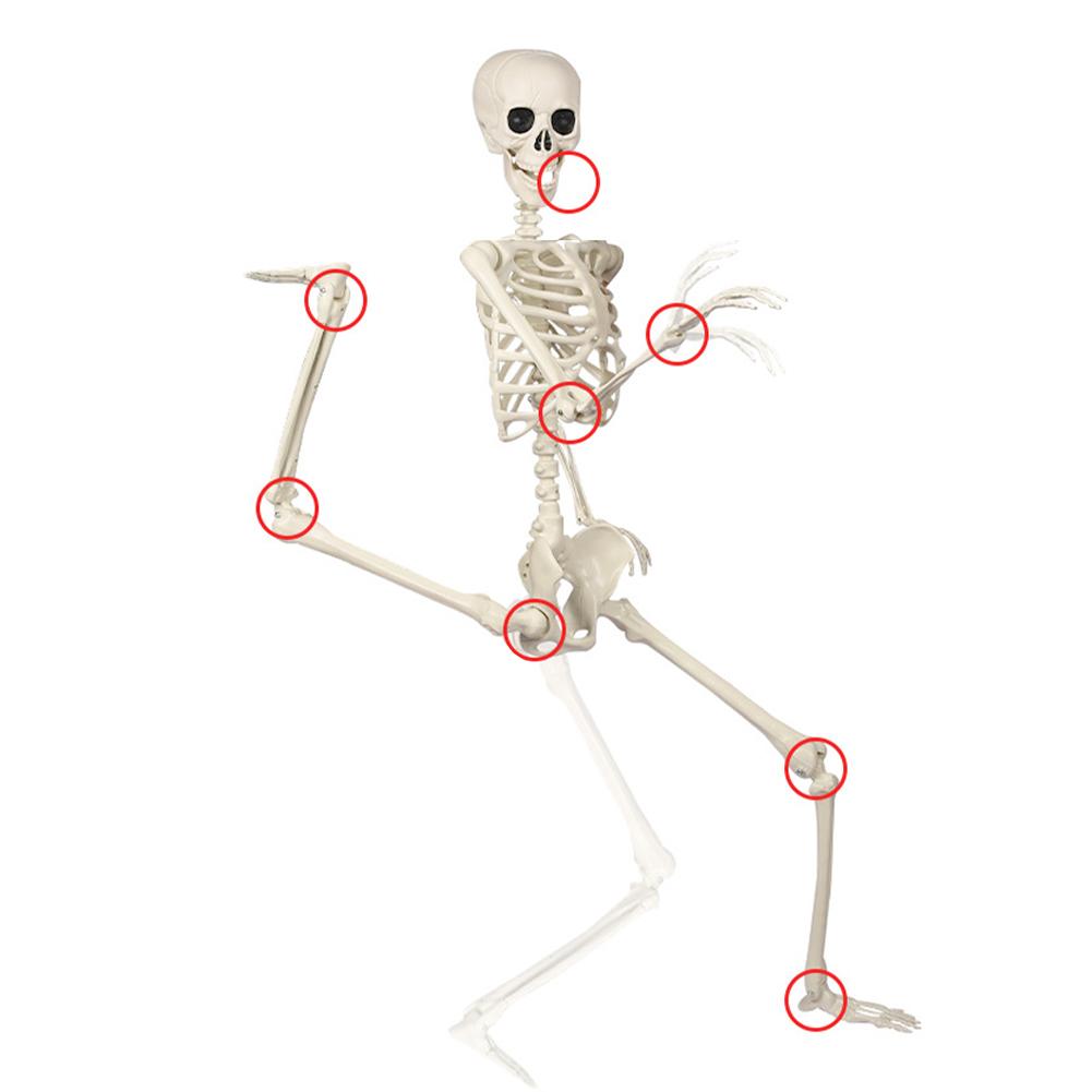 5.4FT Halloween Life Size Skeleton Halloween Skeleton With Movable Joints Realistic Full Body Skeletons For Halloween Props Spooky Party Decoration