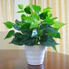 Faux Pothos Plant In Pot - Indoor/Outdoor Decorative Pastoral Arrangement