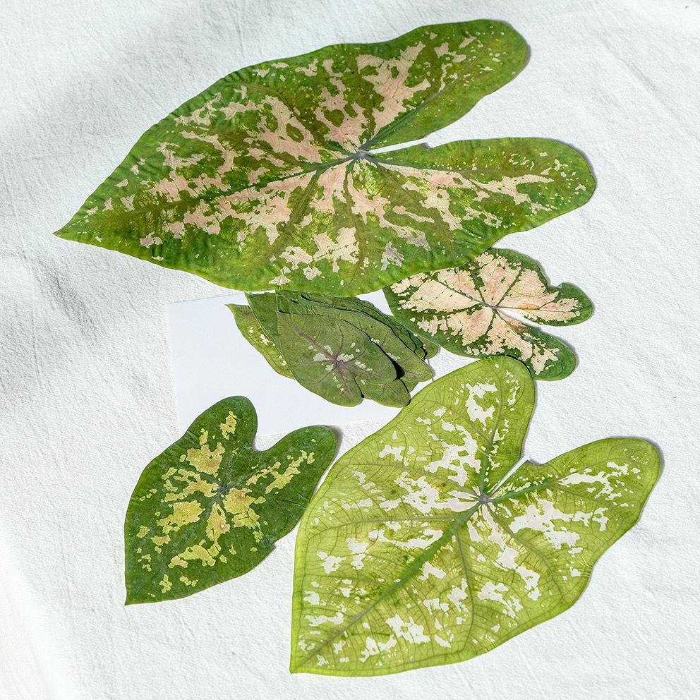 Colorful Caladium Powder Splash Dried Flowers & Leaves for DIY Crafts, Teaching, and Epoxy Photo Frames