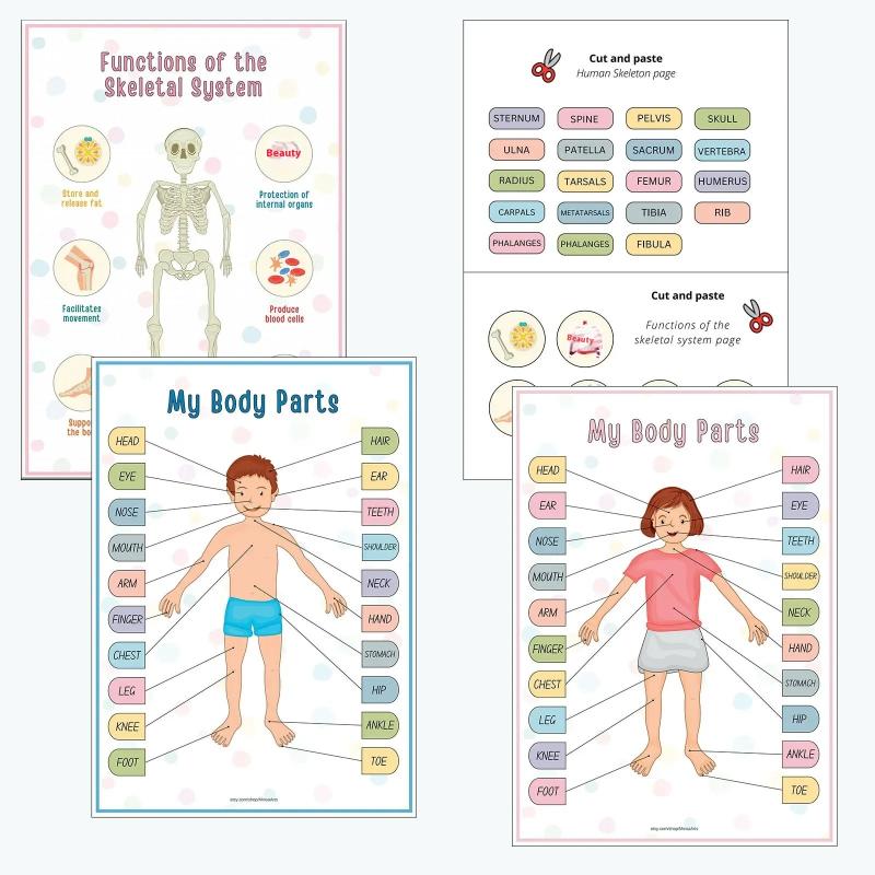 Creative Human Anatomy Busy Book Children'S Fun Learning Picture Album With Illustration Learning Planner
