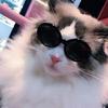 Pet Sunglasses Retro Dogs Round Sunglass Cosplays Accessory for Cats Small Dogs