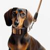 [Pet] Leash 2.5