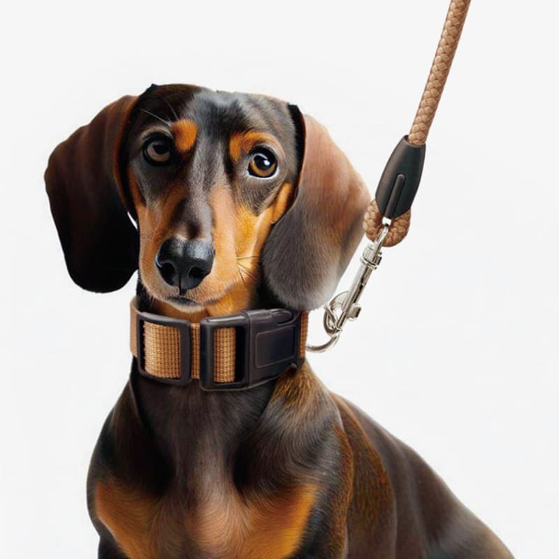 [Pet] Leash 2.5