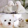 Adorable White Maltese Plush Toy, Fiber Filled, Long Haired Stuffed Animal, 33x24x16cm/38x26x21cm