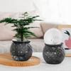 Hydroponic Flower Pot Transparent Automatic Water Absorbing Flowerpot Household Plants Self Watering Planter Home Office Decor