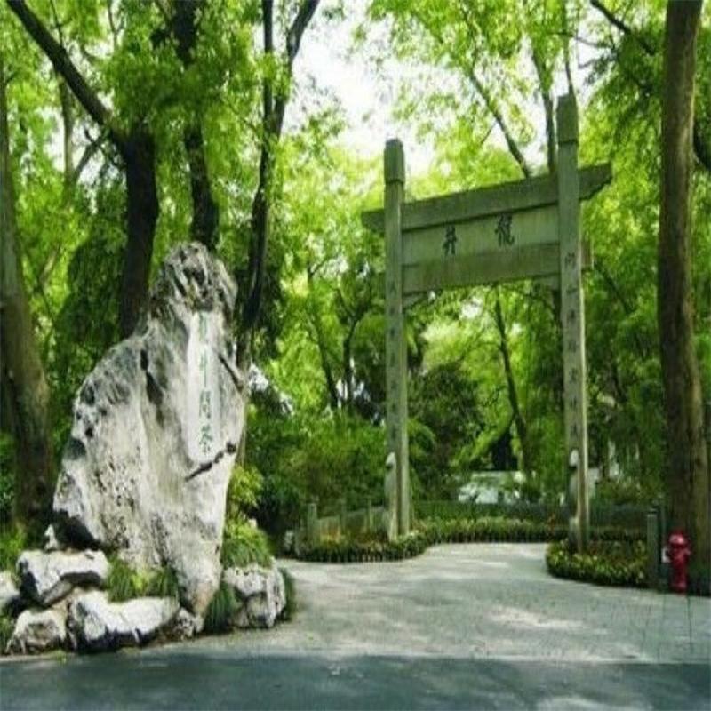 250 g berühmter Dragon Well China Spring Longjing Grüntee von guter Qualität für die Gesundheit