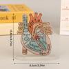 2D Heart Anatomy Acrylic Model - Educational And Decorative Teaching Tool For Home Office Classroom Clinic Medical Office