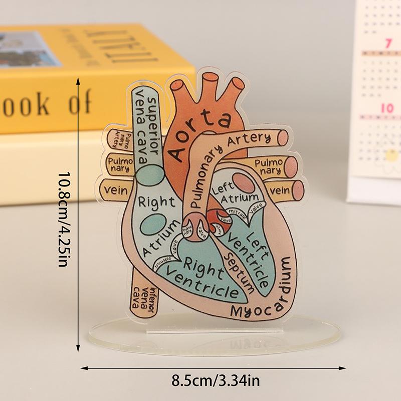 2D Heart Anatomy Acrylic Model - Educational And Decorative Teaching Tool For Home Office Classroom Clinic Medical Office