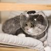 Дышащие прозрачные намордники для кошек, маска для груминга, шлем астронавта с 36 вентиляционными отверстиями, защита от укусов при подстригании когтей