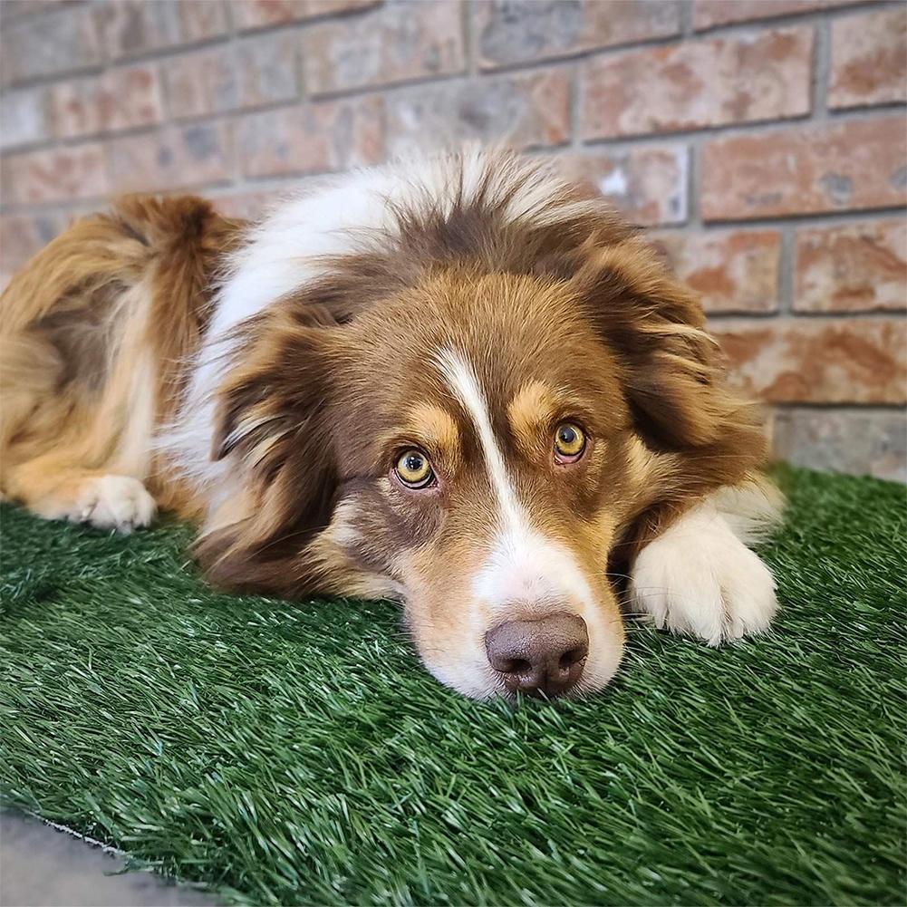 2 Stück Haustier-Grasmatte Ersatz Kunstrasen-Fleck Trainingsrasenmatte Haustierbedarf für Hunde Katzen