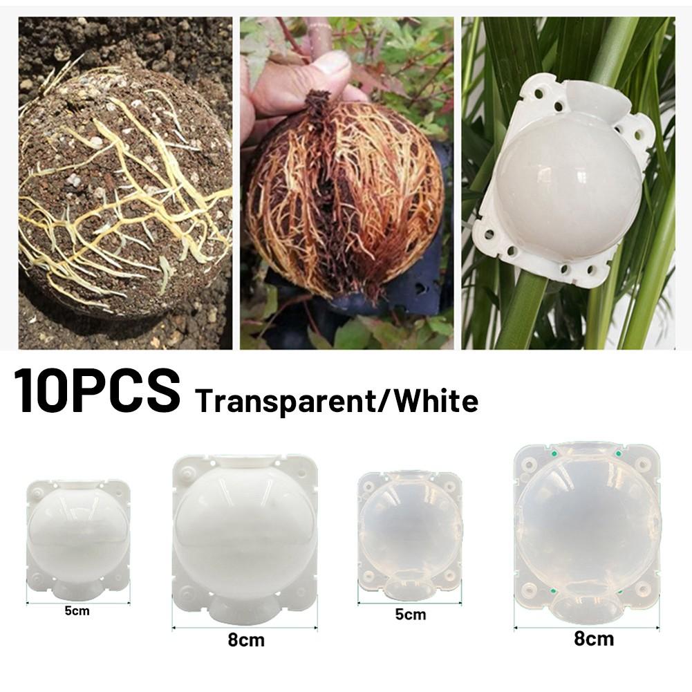 10 PCS Grafting Box Breeding Ball Transparent 5cm/8CM