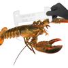 Multipurpose Acrylic Crabs Lobster Measuring Gauge For Precise Seafood Sizing Measure Tool Measuring Device Top Sale