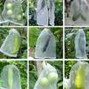 Nylon-Netzbeutel, Obst-Insektenbeutel, Vogelbeutel, Reis-Einweichbeutel, Samenbeutel, Zuchtbeutel, Garn-Netzbeutel, Absacken