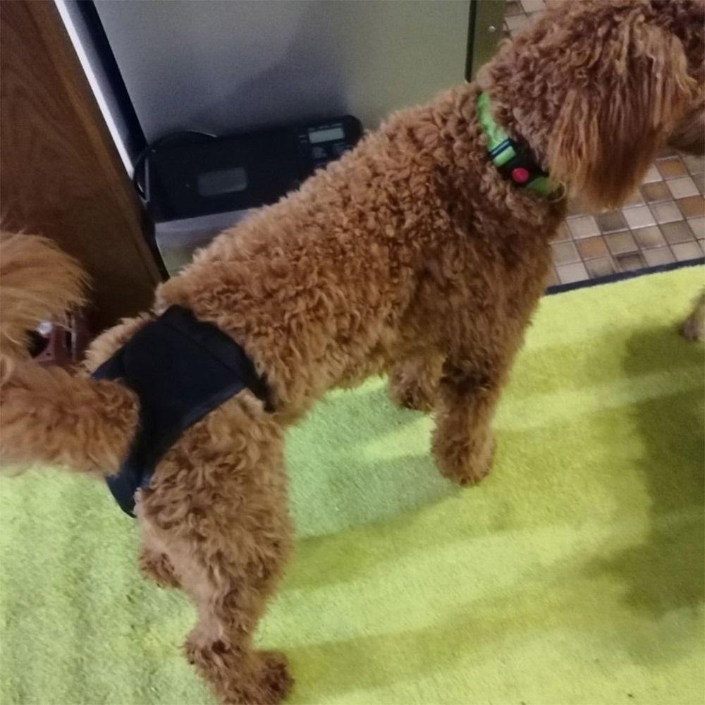 With 3 Cotton Pads Female Dog Panties Easy To Wear Breathable Dog Physiological Nappies Adjustable Washable
