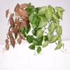 Real Touch Artificial Green Plant Leaves Plastic Fake Hanging Plants  Wedding Party Decor