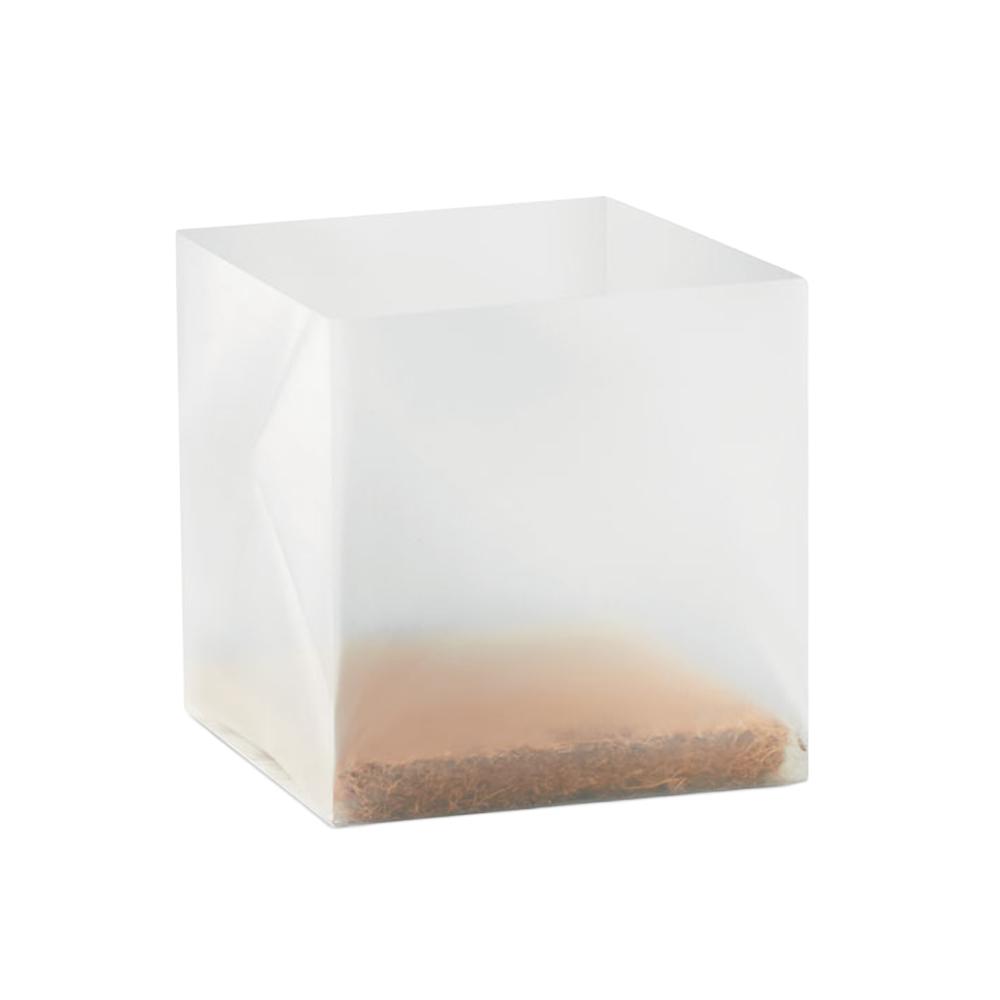 MidOcean Mint Herb Seeds