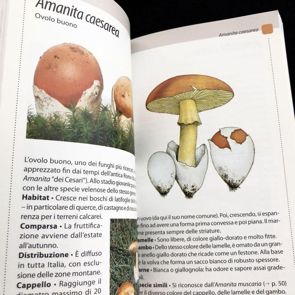 [USED] Two Mushroom Encyclopedias: "Funghi" and "Funghi Del Bosco" In Italian
