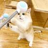 Retractable Cat Wand Attract Attention Cat Tser Wand Toy Cat Interactive Toy for Exercise
