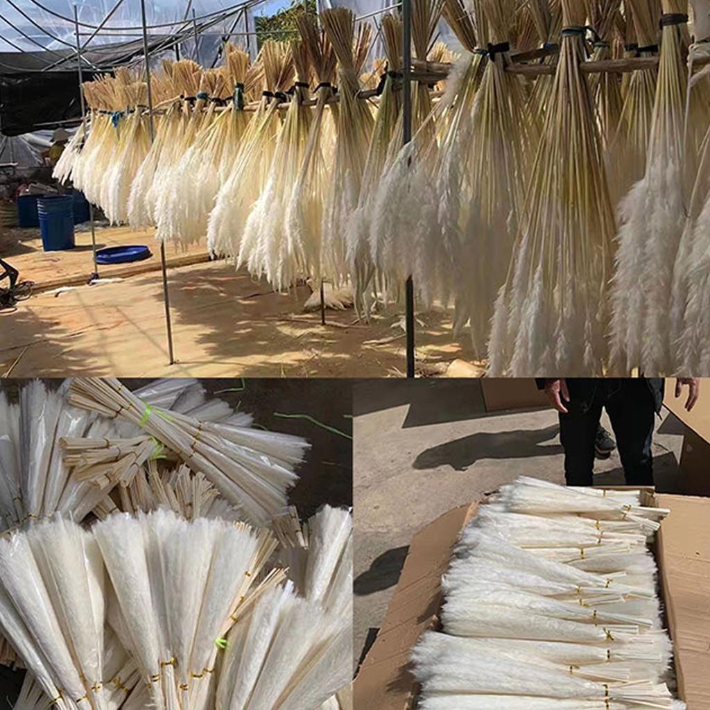 30PCS Small Reed Immortal Flower Bouquet Pampas Grass Dry Flowers Christmas DIY Decorations White