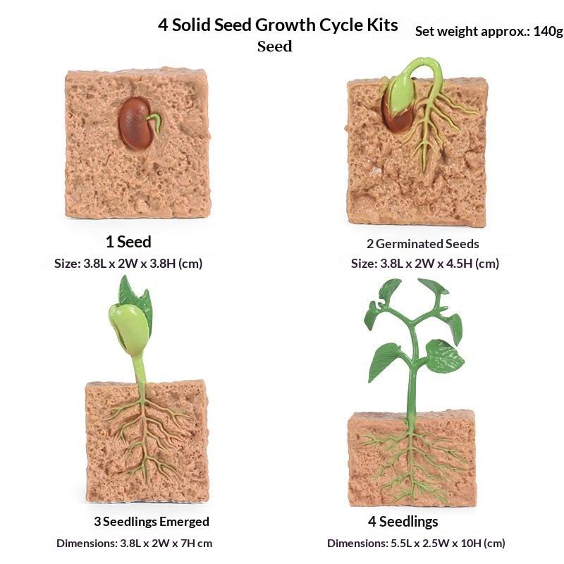 Seed Growth Model Montessori Educational Toys Plant Growth Process Cognition Montessori School Creative Early Education Toys