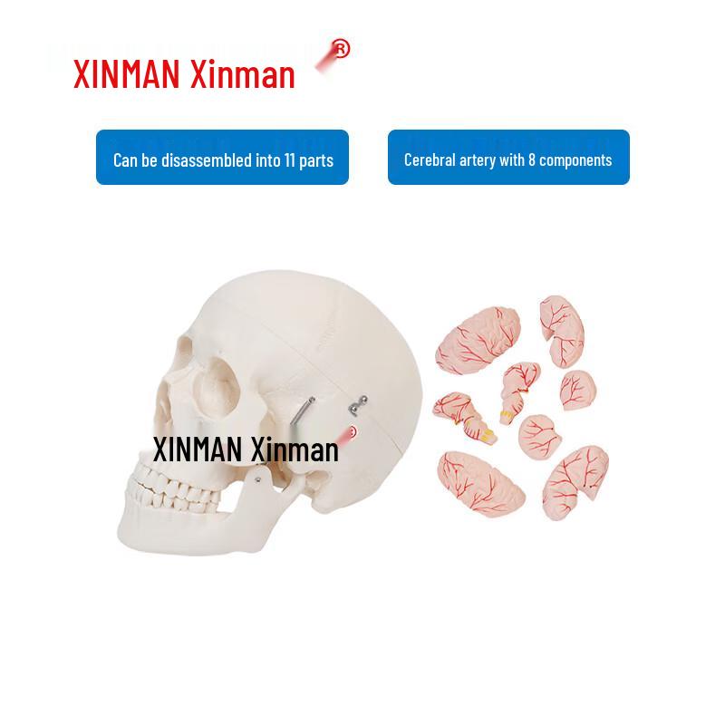 XINMAN Medical Human Adult Skull Model with Cerebral Artery