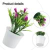 5 kleine Calla-Lilien im Topf, zur Dekoration von Zuhause und Zimmern