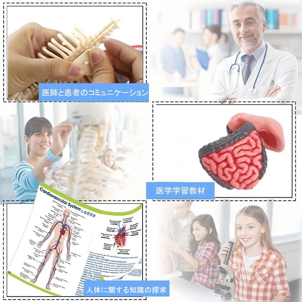 HYEANHLPYE Human Anatomy Model Toy, Transparent Full Body Human Blood Vessel Model Toy, Mannequin, Removable Organs and Skeleton Model, Disassembly Pu