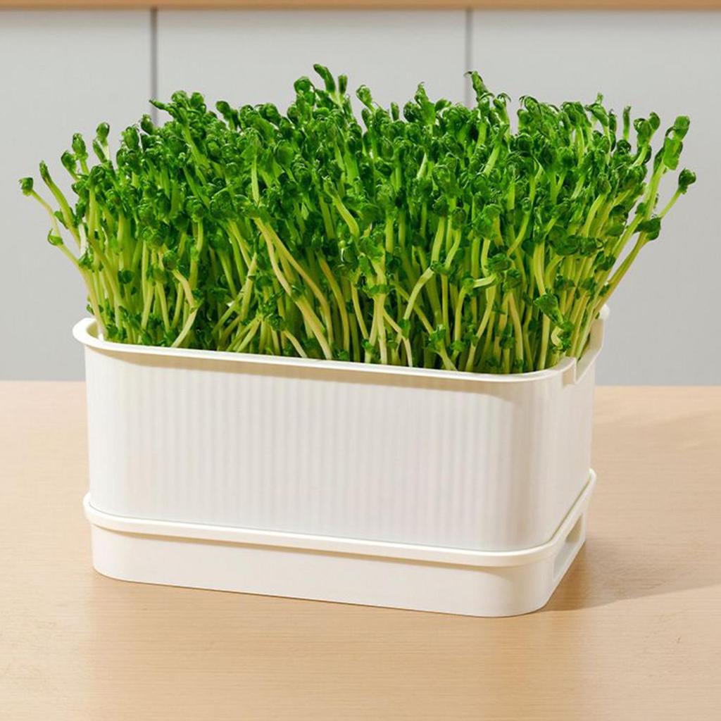Sprout Tray Soil-Free Bean Sprouter With Lid Cultivation Germination Tray For Bean Pea Wheatgrass Growing Planting Cultivation