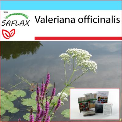 Gift Set - Common Valerian - 200 Seeds - With Gift Box, Card, Label and Potting Substrate - Valeriana Officinalis