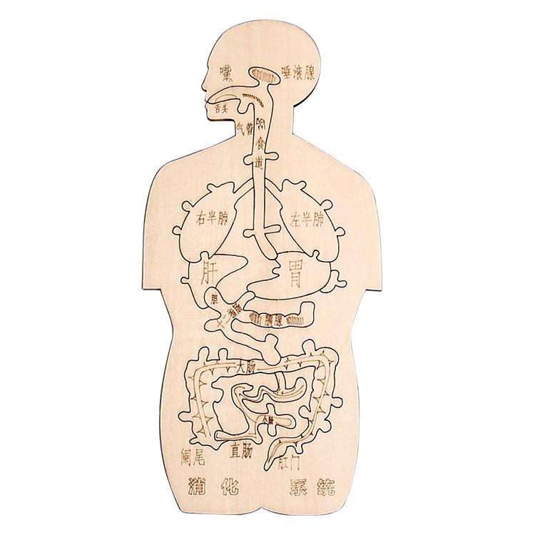 

Пищеварительная система Дерево Интересный орган человека Когнитивная модель Технология Мелкосерийное производство Ручная работа Сделай сам Простые самодельные материалы древесина
