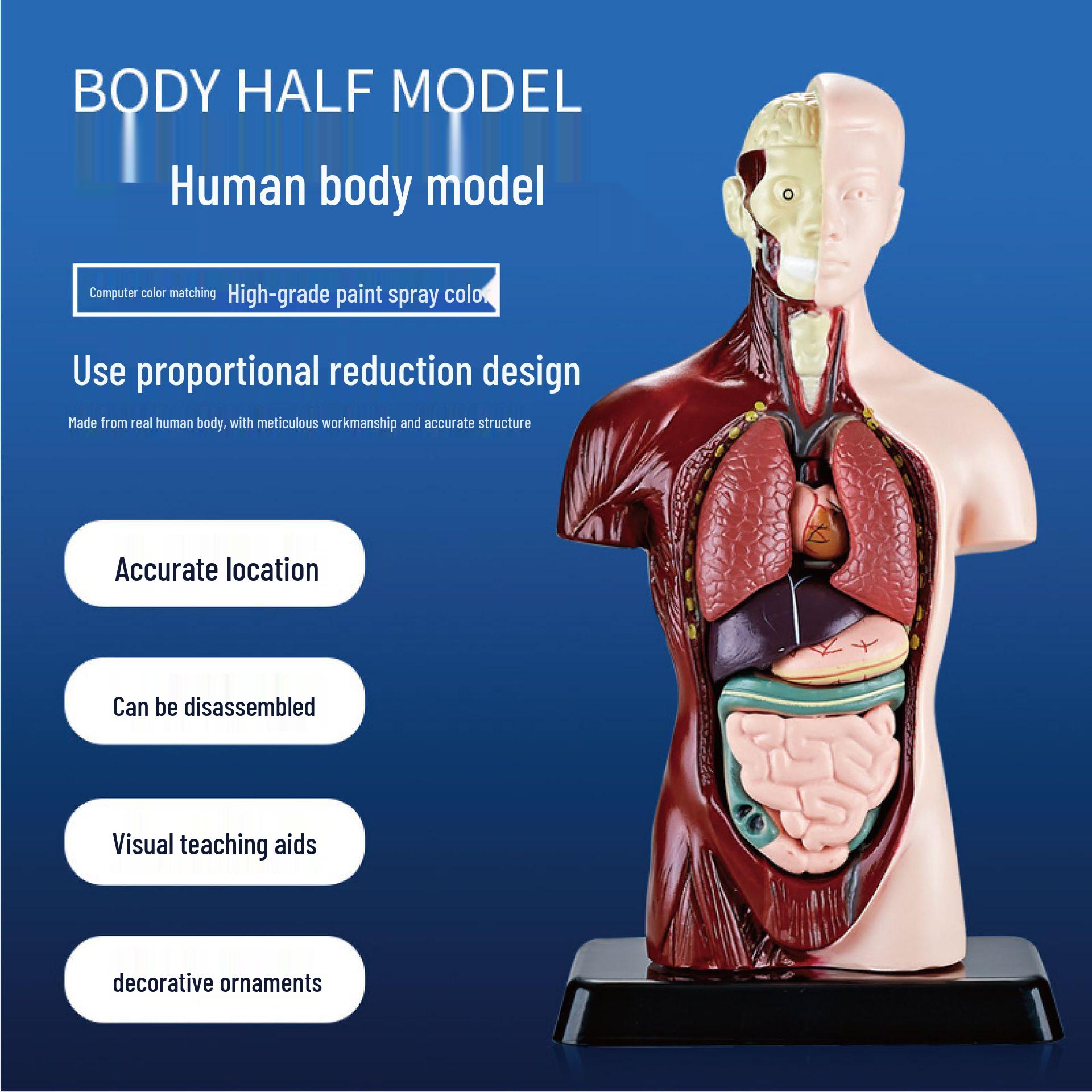 Customized Human Torso Anatomy Model for Children s Science Education