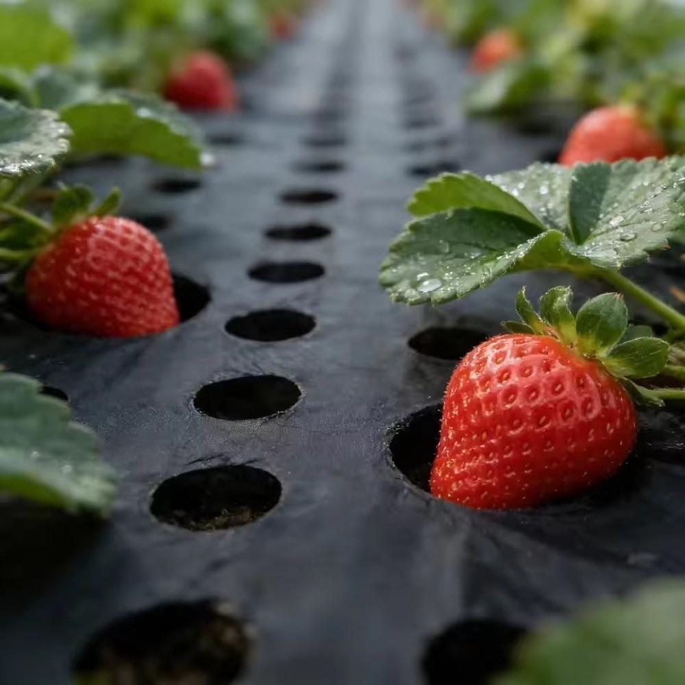 Breathable Perforated Plastic Mulch Film Pre-Punched Holes Black Weed Barrier  Disease Reduction