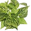 Net-Patterned 5-Prong Faux Leaf Wall Decor with Green Plant Simulation