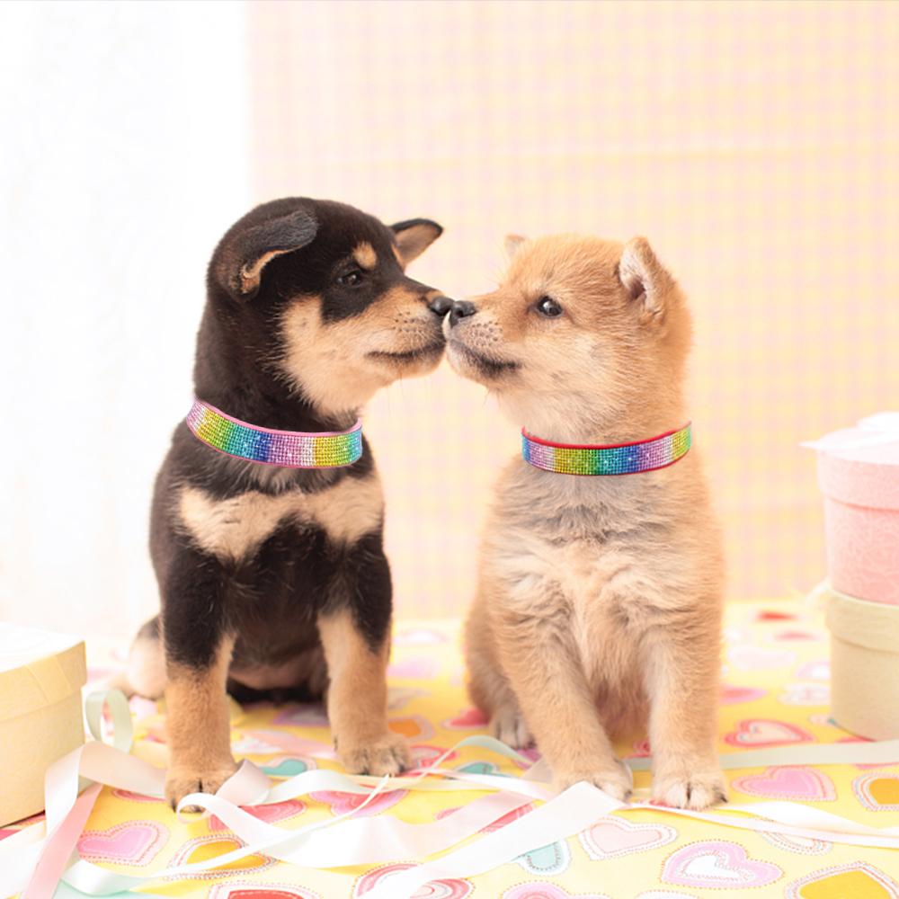 dog with diamond collar