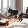 Cães – Cuidados de cães