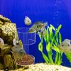 Plastic Fish Food Feeders Aquariums Feeders With Strong Suction Cups for Home And Office Aquariums