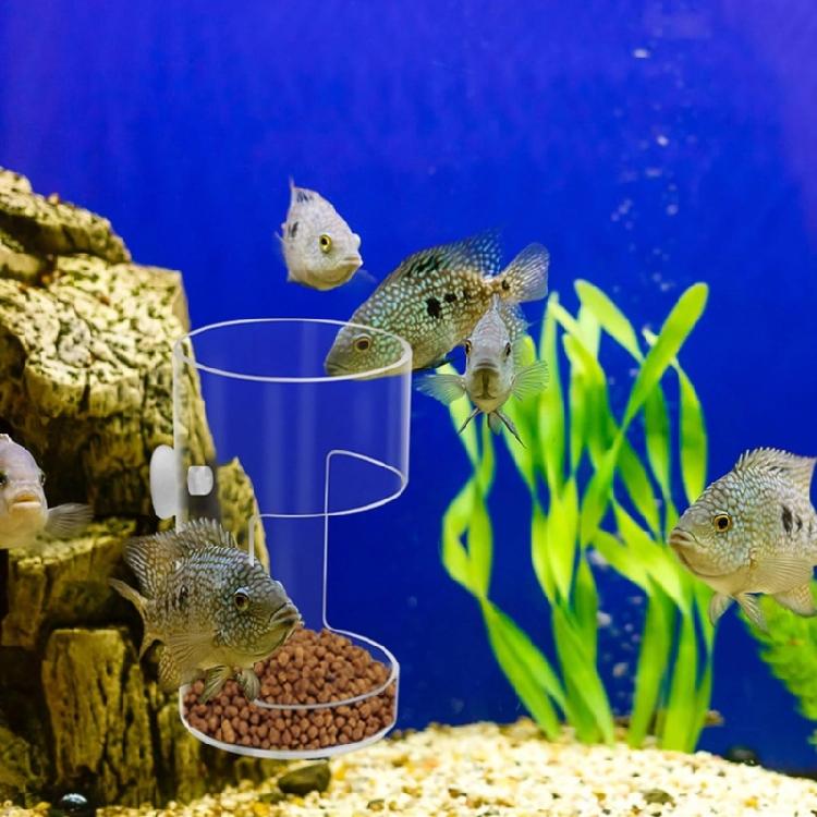 Plastic Fish Food Feeders Aquariums Feeders With Strong Suction Cups for Home And Office Aquariums