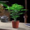Asparagus Fern Indoor Bonsai – Easy-Care Evergreen for Home or Office Decor