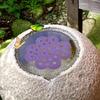 1/4Pcs Floating Bee Island Bee Watering Station Bright Color Lightweight Easy To Clean Reusable Garden Bee Insect Water Feeder