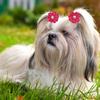10Pcs Pet Hair Ties Flower Decor Casual Dress Up Fashion Cat Dog Hairband Hair Accessories Pet Supplies