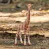 Schleich Wildlife Giraffe Figure 14750 (Female)