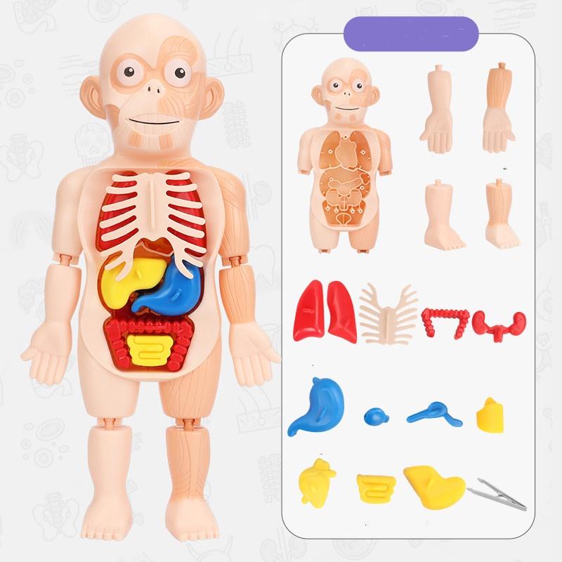 Creative Children Human Organ Puzzle Stem Learning Kit