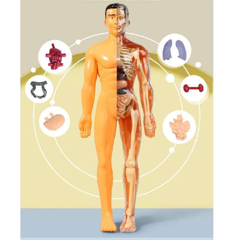 Fesselndes pädagogisches Skelettmodell-Bauspielzeug für Kinder zum kognitiven Lernen in leuchtenden Farben mit detaillierter Anleitung